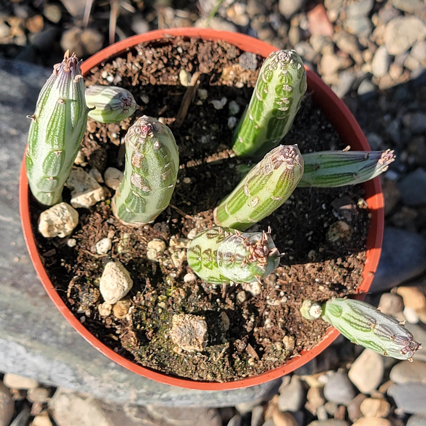 DesertScapeSucculent Succulent Kleinia stapeliiformis 'Pickle Plant'