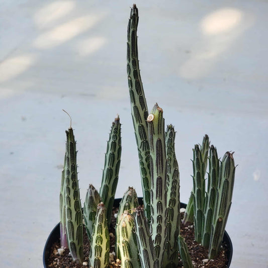 Kleinia stapeliiformis 'Pickle Plant' - 6 Inch Assorted - Succulent - DesertScapeSucculent