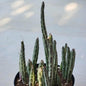 Kleinia stapeliiformis 'Pickle Plant' - 6 Inch Assorted - Succulent - DesertScapeSucculent