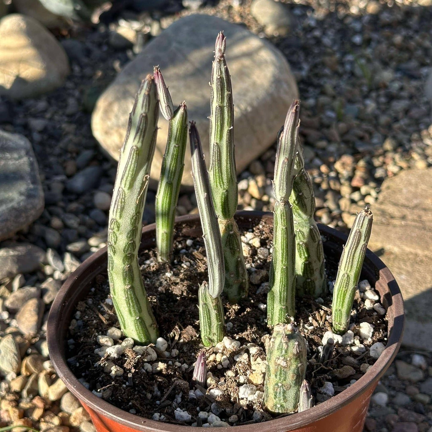 DesertScapeSucculent Succulent 6in Assorted Kleinia stapeliiformis 'Pickle Plant'