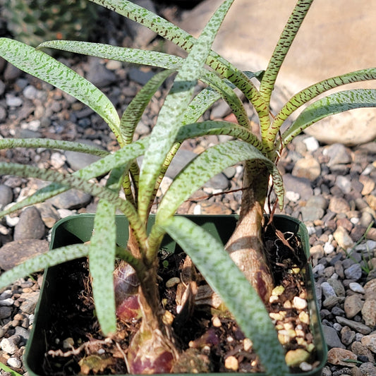 DesertScapeSucculent Succulent 4" Assorted Ledebouria socialis 'Minor'