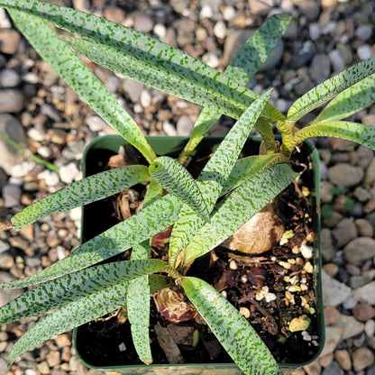 DesertScapeSucculent Succulent 4" Assorted Ledebouria socialis 'Minor'