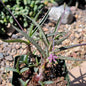 Ledebouria socialis 'Minor' 'Dwarf Silver Squill' - 4 Inch Assorted - Succulent - DesertScapeSucculent