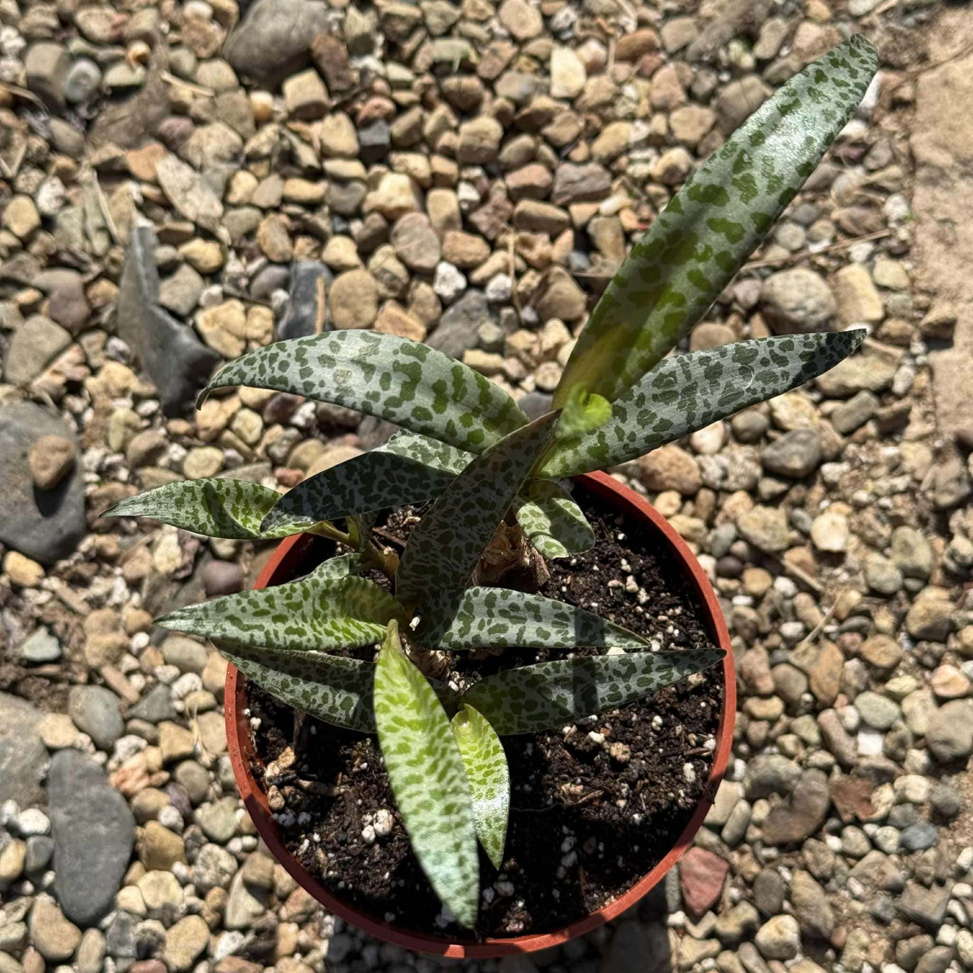 silver squill succulent Ledebouria socialis 'Silver Squill'