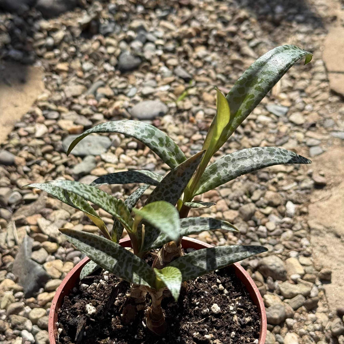 Ledebouria socialis 'Silver Squill' - 4 Inch Assorted - Succulent - DesertScapeSucculent