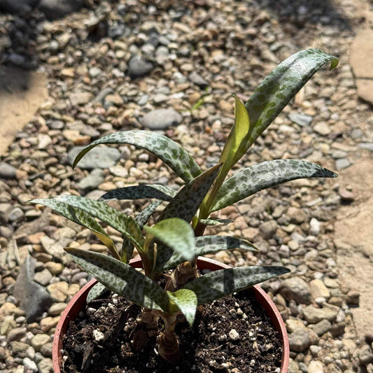 Ledebouria socialis 'Silver Squill' - 4 Inch Assorted - Succulent - DesertScapeSucculent