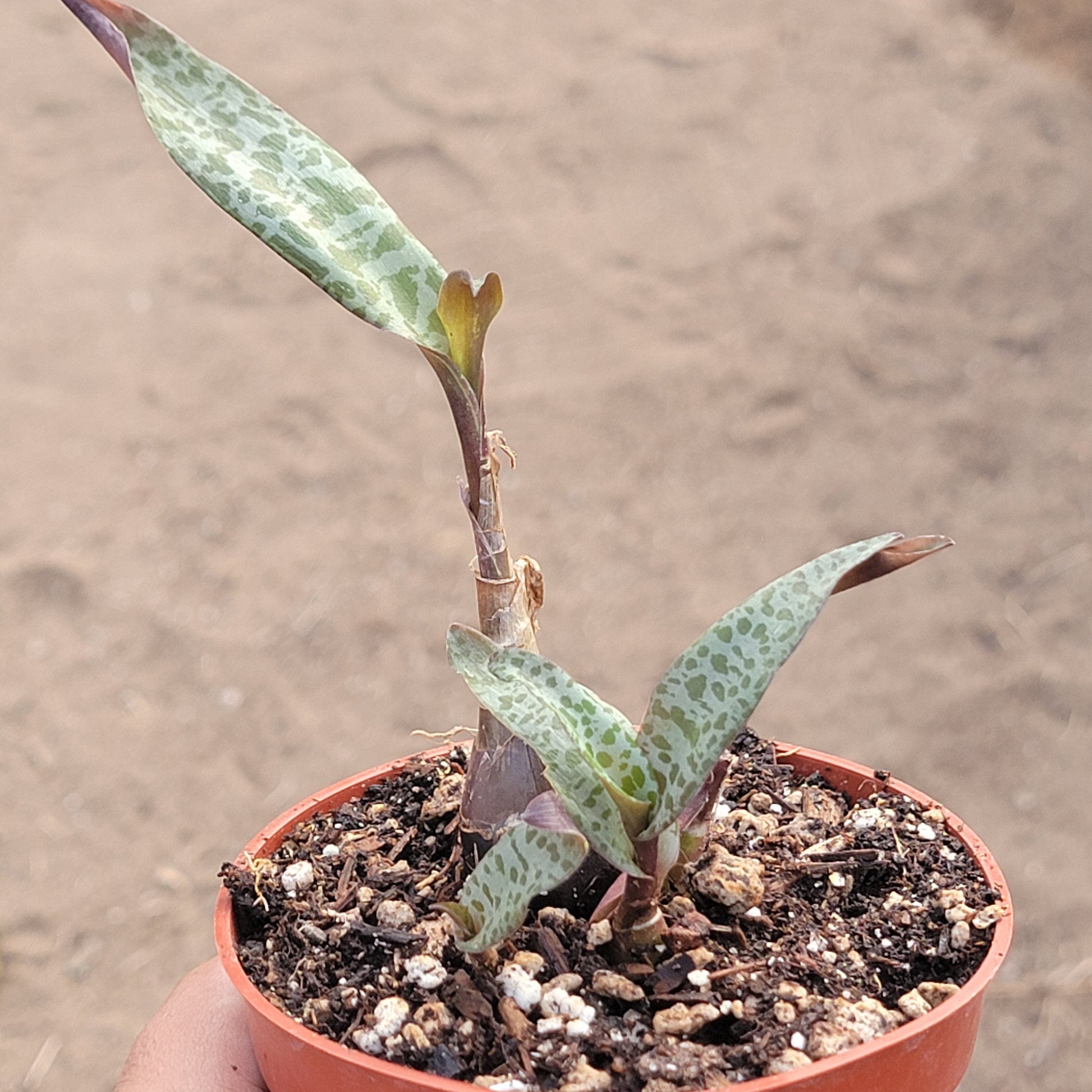silver squill succulent Ledebouria socialis 'Silver Squill'
