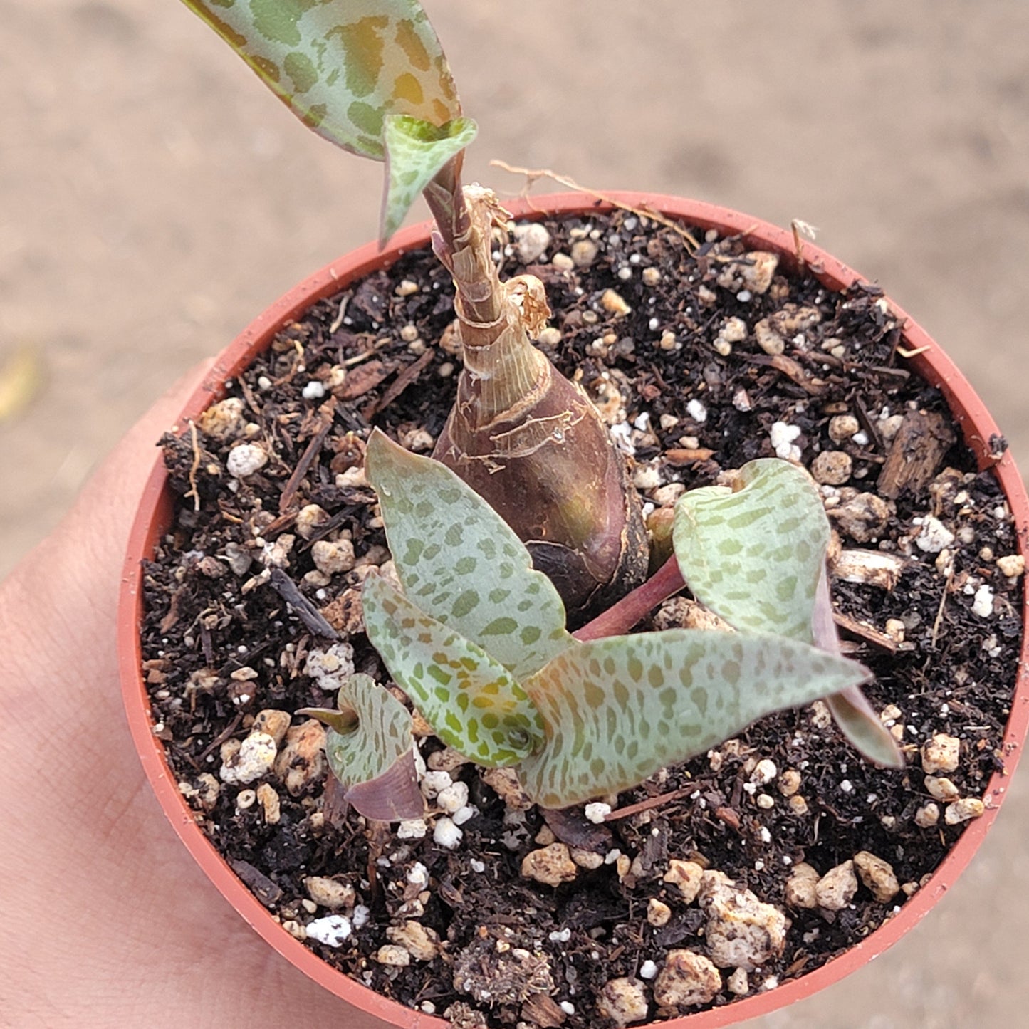 Ledebouria socialis 'Silver Squill'