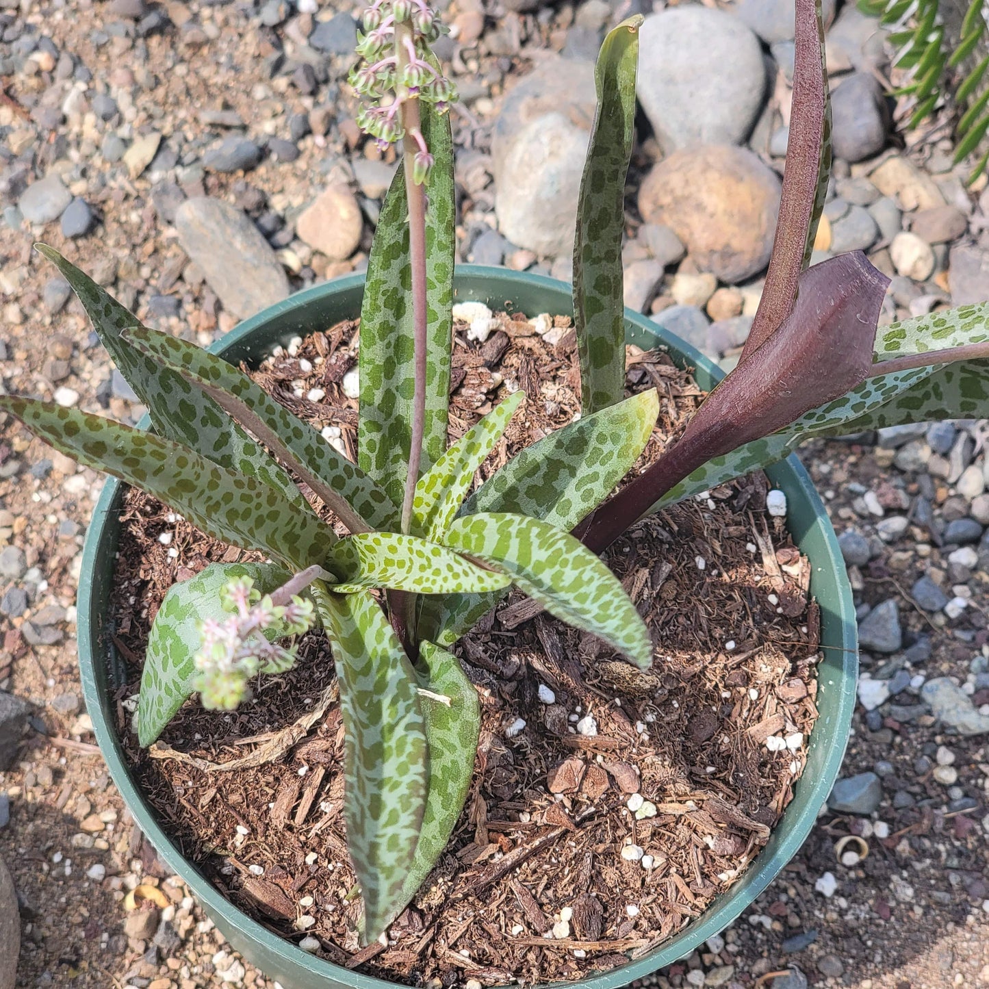 Ledebouria socialis 'Silver Squill'