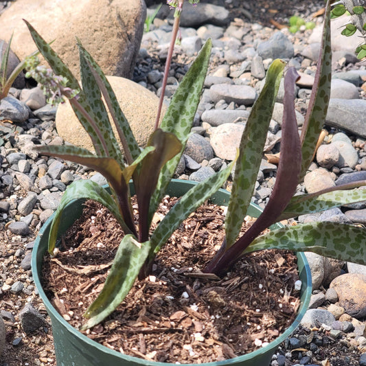 Ledebouria socialis 'Silver Squill'