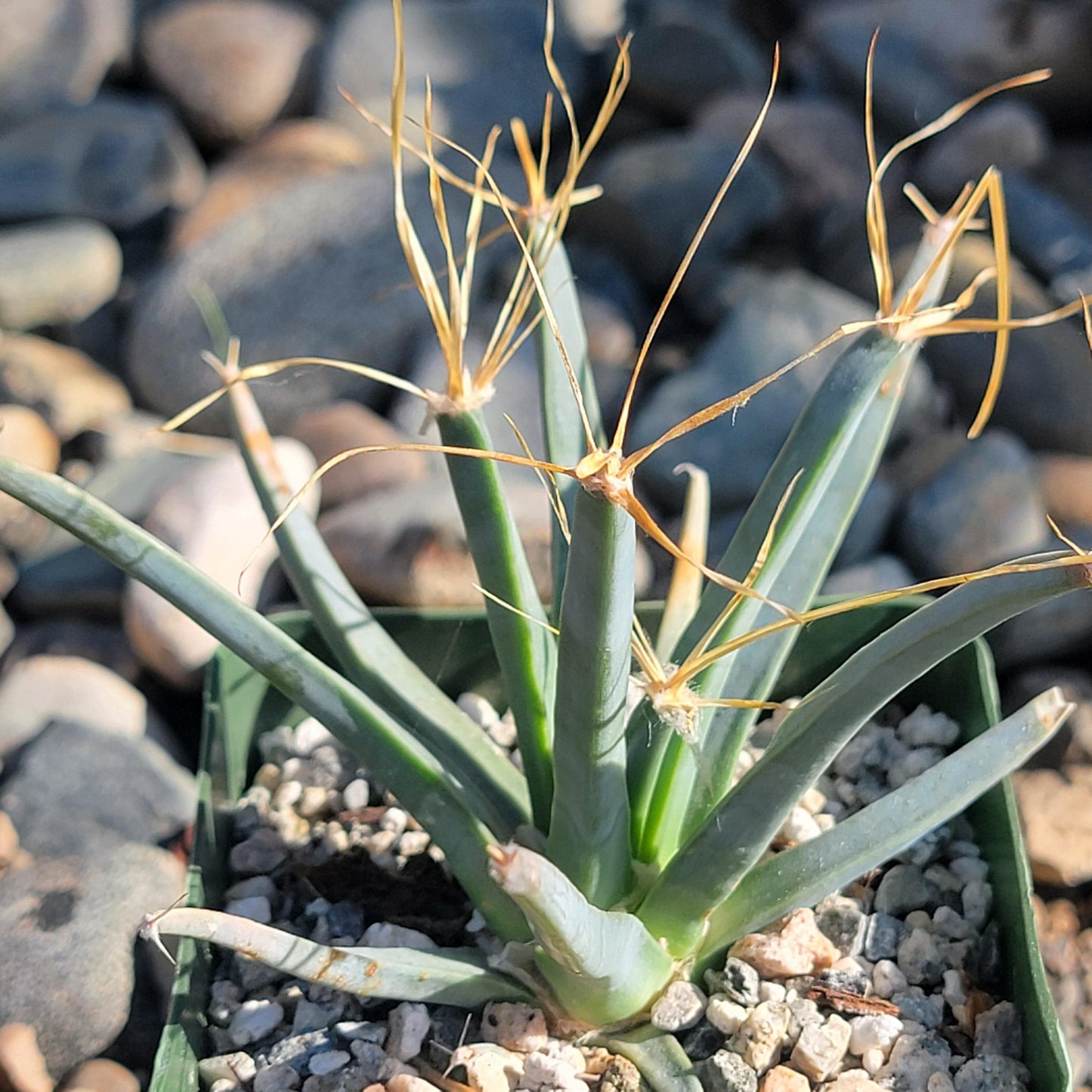 DesertScapeSucculent Succulent 4" Assorted Leuchtenbergia principis 'Agave Cactus'