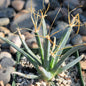 Leuchtenbergia principis 'Agave Cactus' - 4 Inch Assorted - Cactus - DesertScapeSucculent