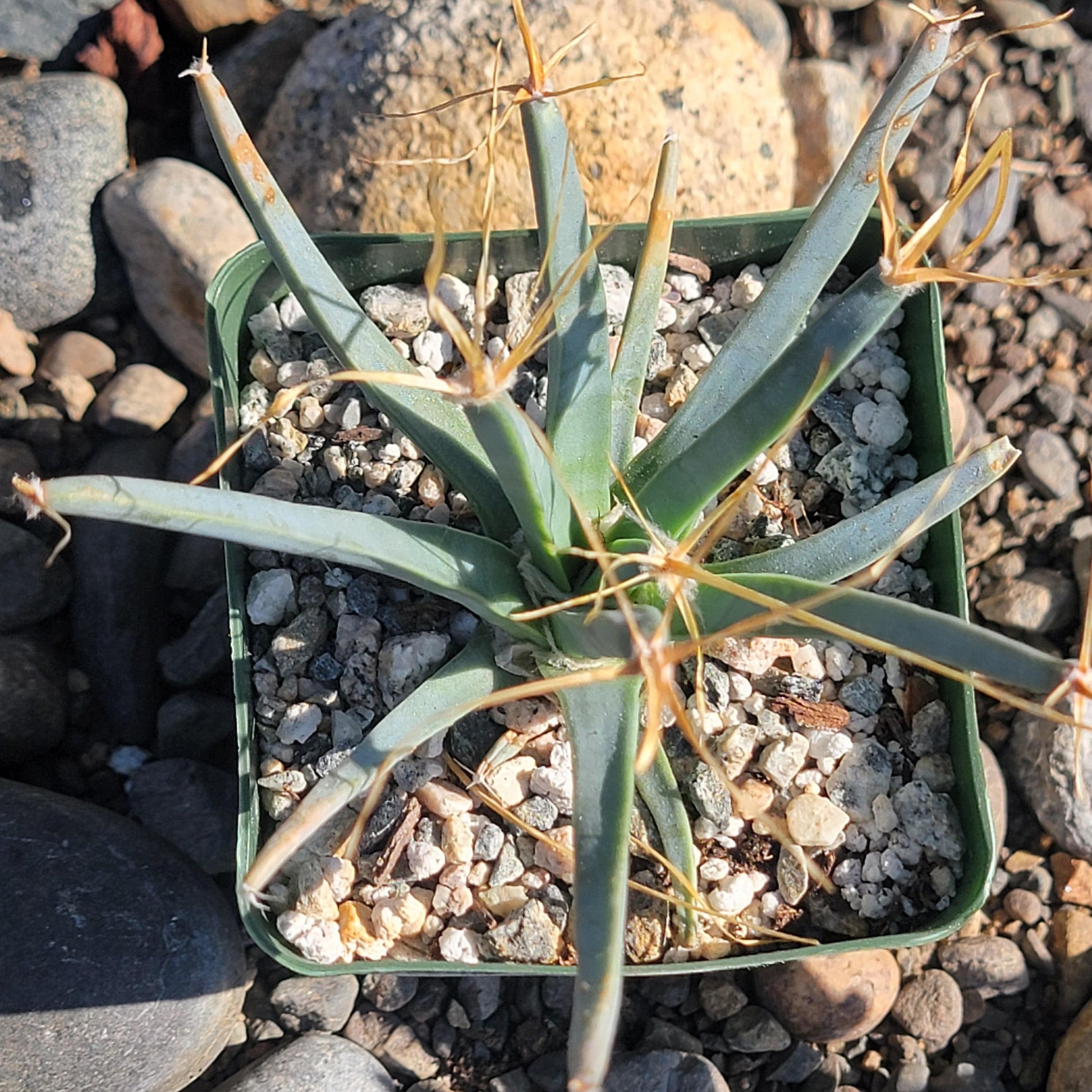 DesertScapeSucculent Succulent 4" Assorted Leuchtenbergia principis 'Agave Cactus'