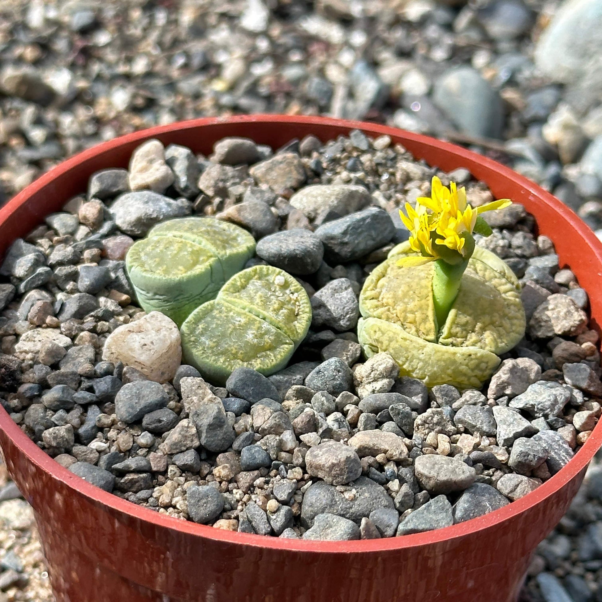 succulent leshy Lithops 'Lesliei' Vivid Green – DesertScapeSucculent