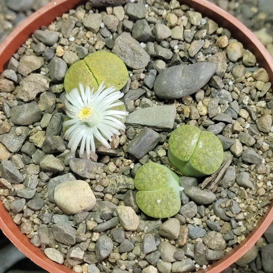 DesertScapeSucculent Succulent 4" Assorted Lithops 'Lesliei' Vivid Green