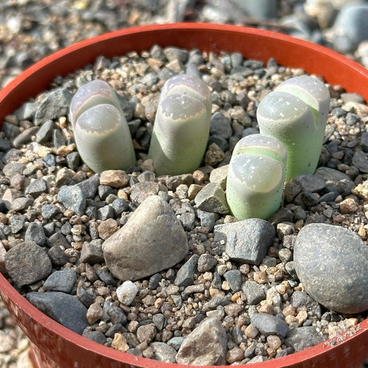 DesertScapeSucculent Succulent 4" Assorted Lithops olivacea