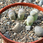 Lithops olivacea - 4 Inch Assorted - Succulent - DesertScapeSucculent