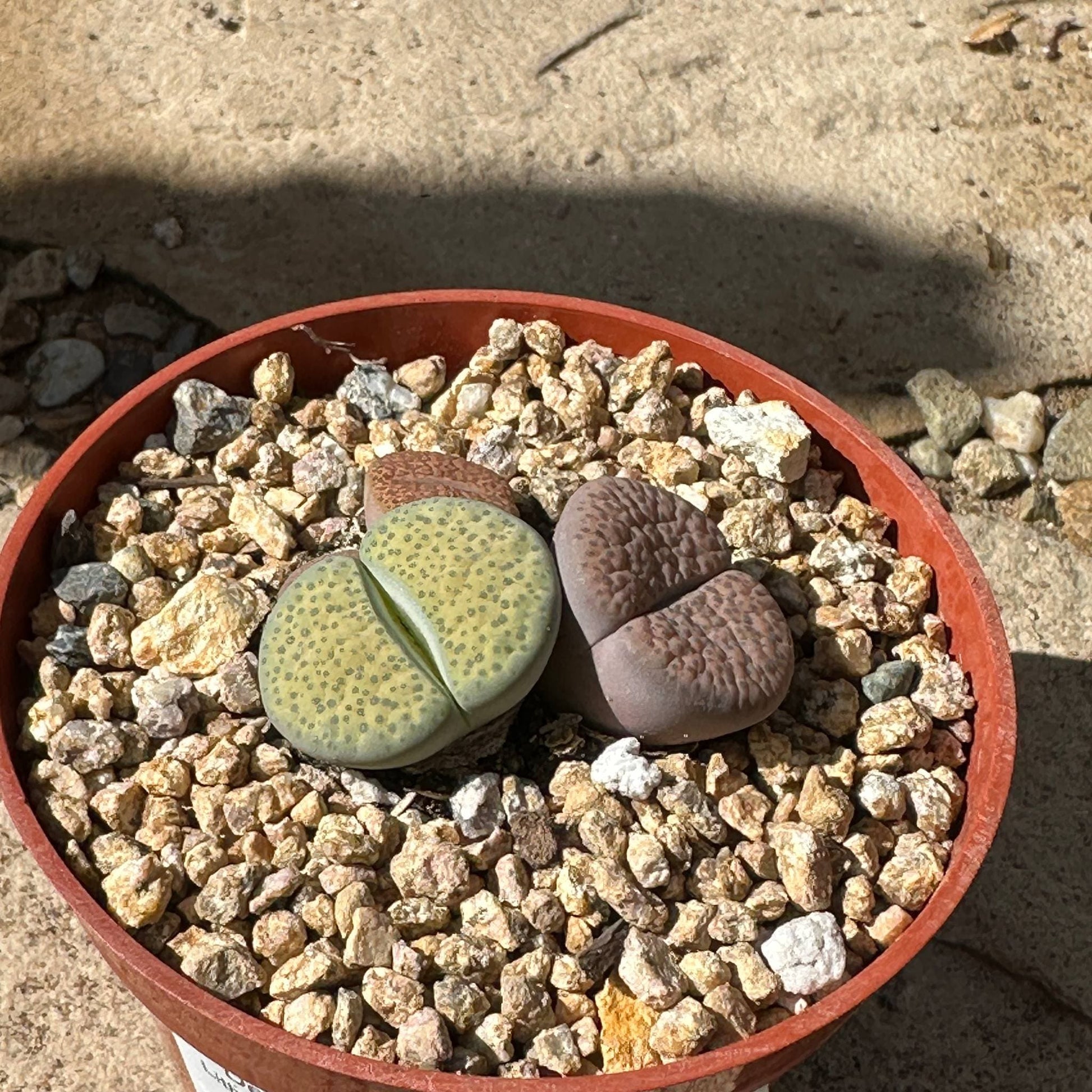succulents lithops Lithops spp. – DesertScapeSucculent