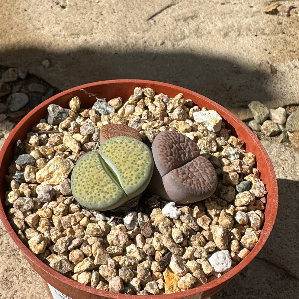 Lithops spp. – DesertScapeSucculent