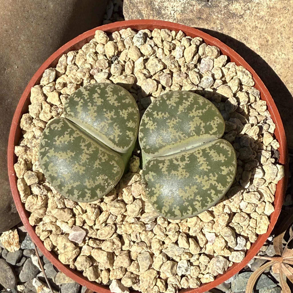 Lithops spp. – DesertScapeSucculent
