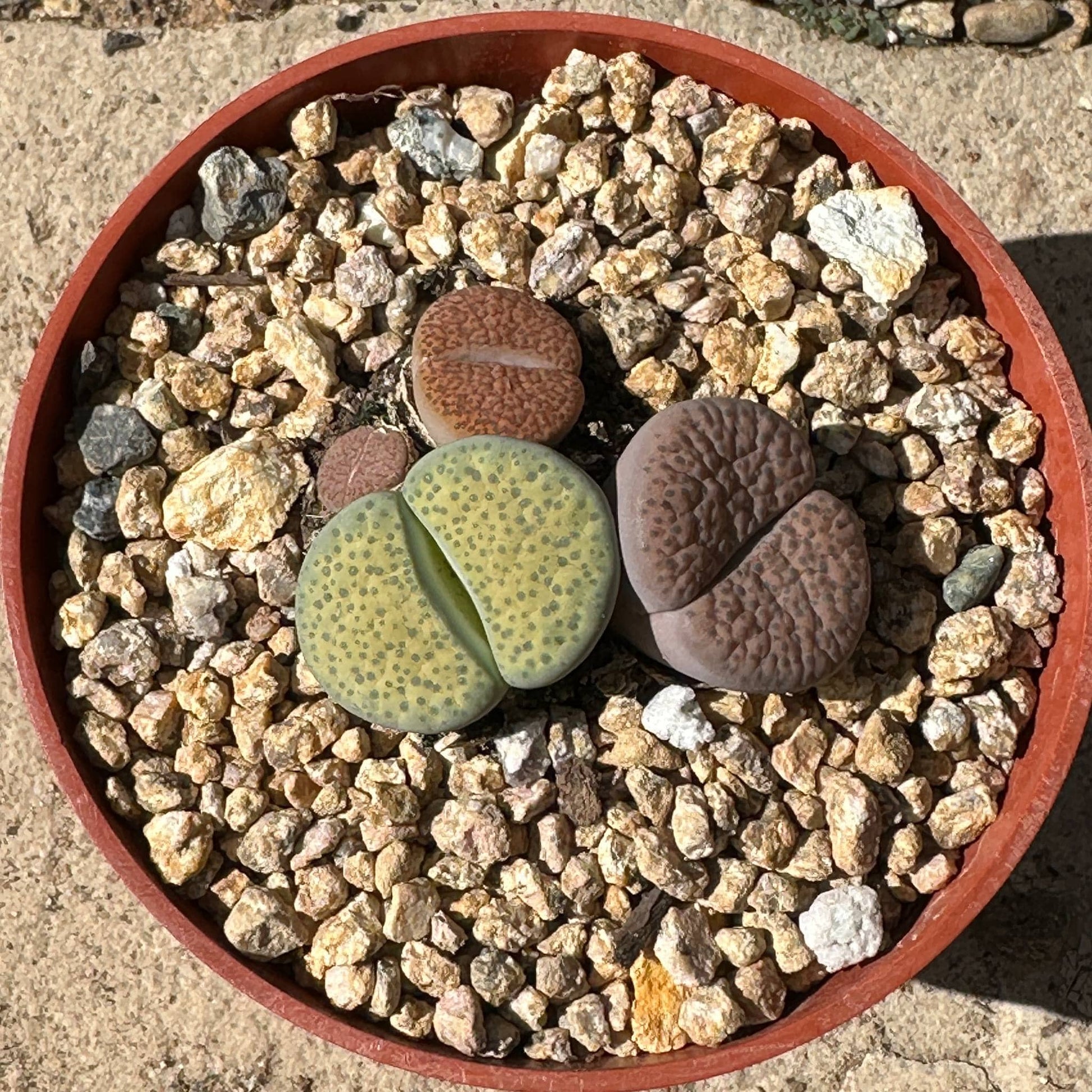 Lithops spp. - 4 Inch Assorted 3 Plants - Succulent - DesertScapeSucculent