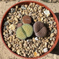 Lithops spp. - 4 Inch Assorted 3 Plants - Succulent - DesertScapeSucculent