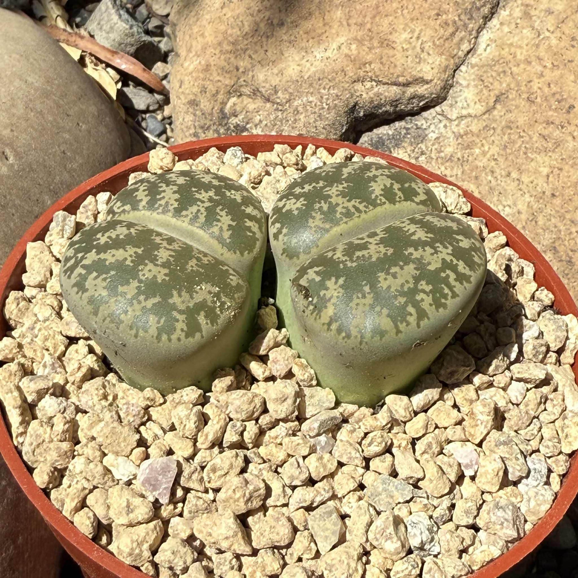 Lithops spp. – DesertScapeSucculent