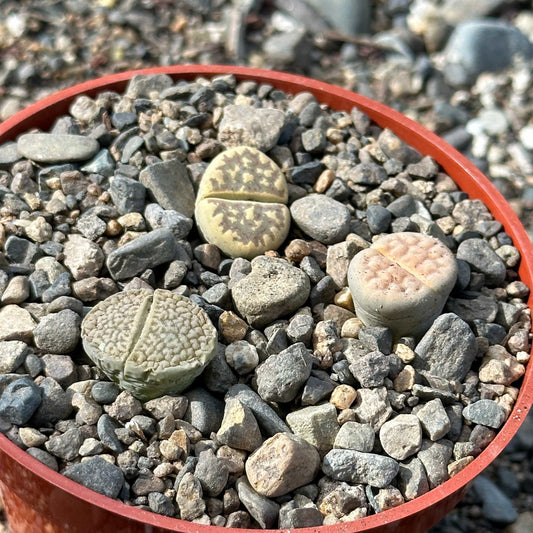 DesertScapeSucculent Succulent 4" Assorted 3 Plants Lithops spp.