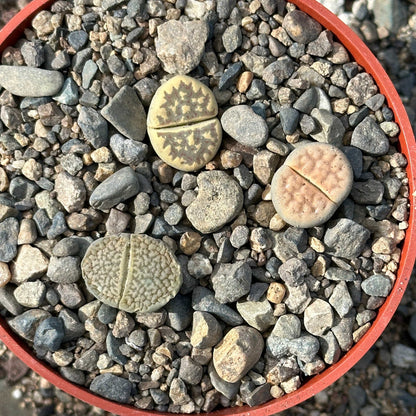 Lithops spp.