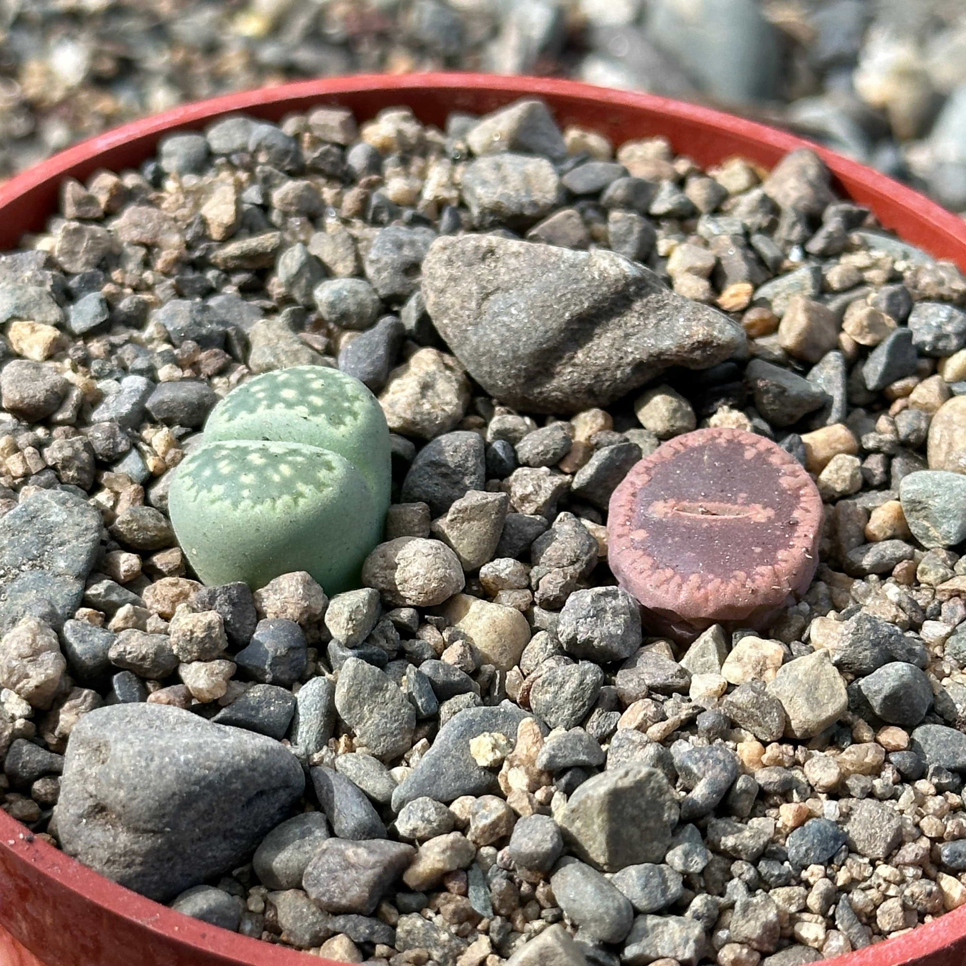 pebble plant succulent Lithops spp. – DesertScapeSucculent