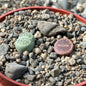 Lithops spp. - 4 Inch Assorted 2 Plants - Succulent - DesertScapeSucculent