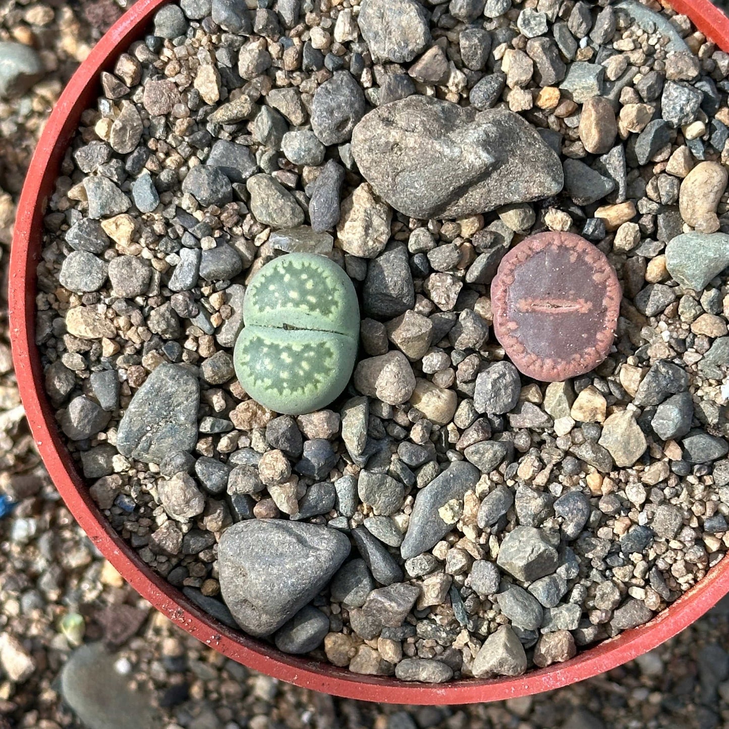 Lithops spp.