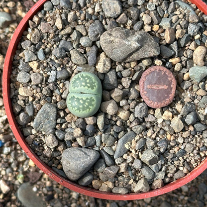 Lithops spp.