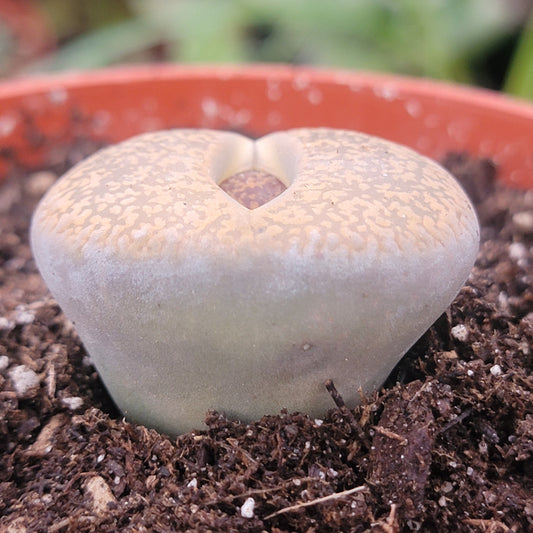 Lithops 'Stone Faces'