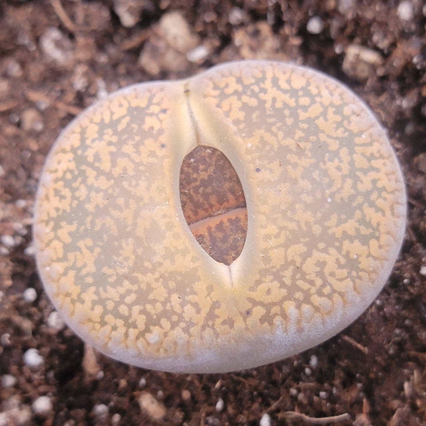 Lithops 'Stone Faces'