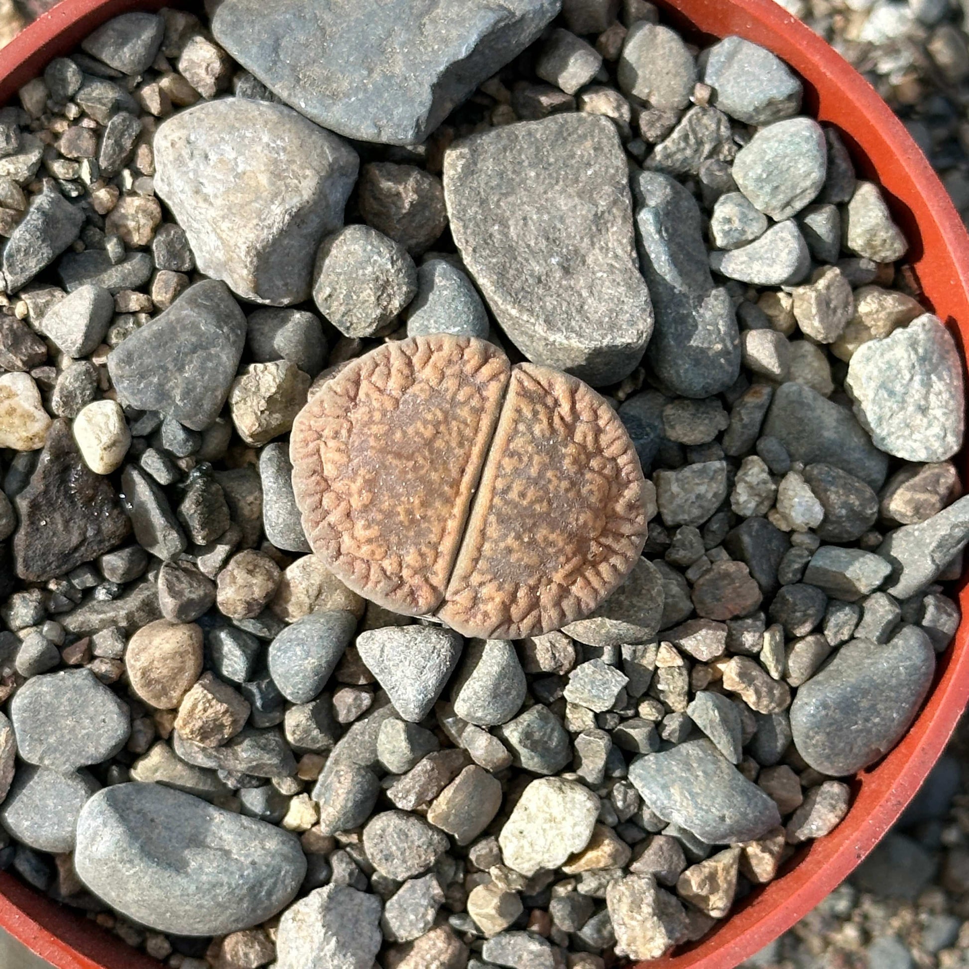 succulent that looks like rocks Lithops 'Stone Faces' – DesertScapeSucculent