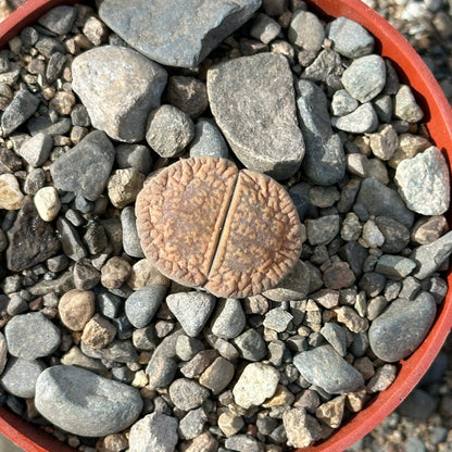 DesertScapeSucculent Succulent 4" Assorted Lithops 'Stone Faces'