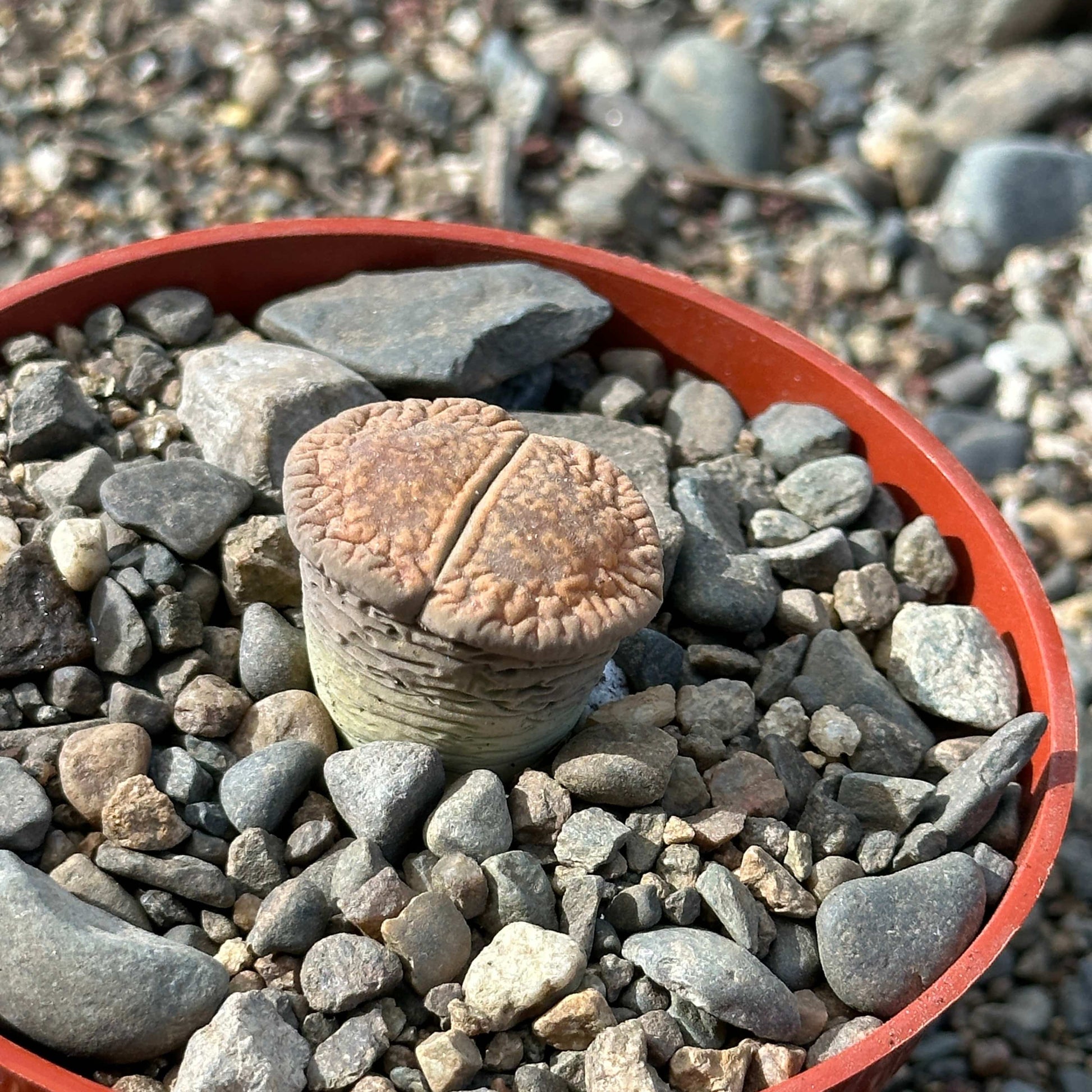rock succulent lithops Lithops 'Stone Faces' – DesertScapeSucculent