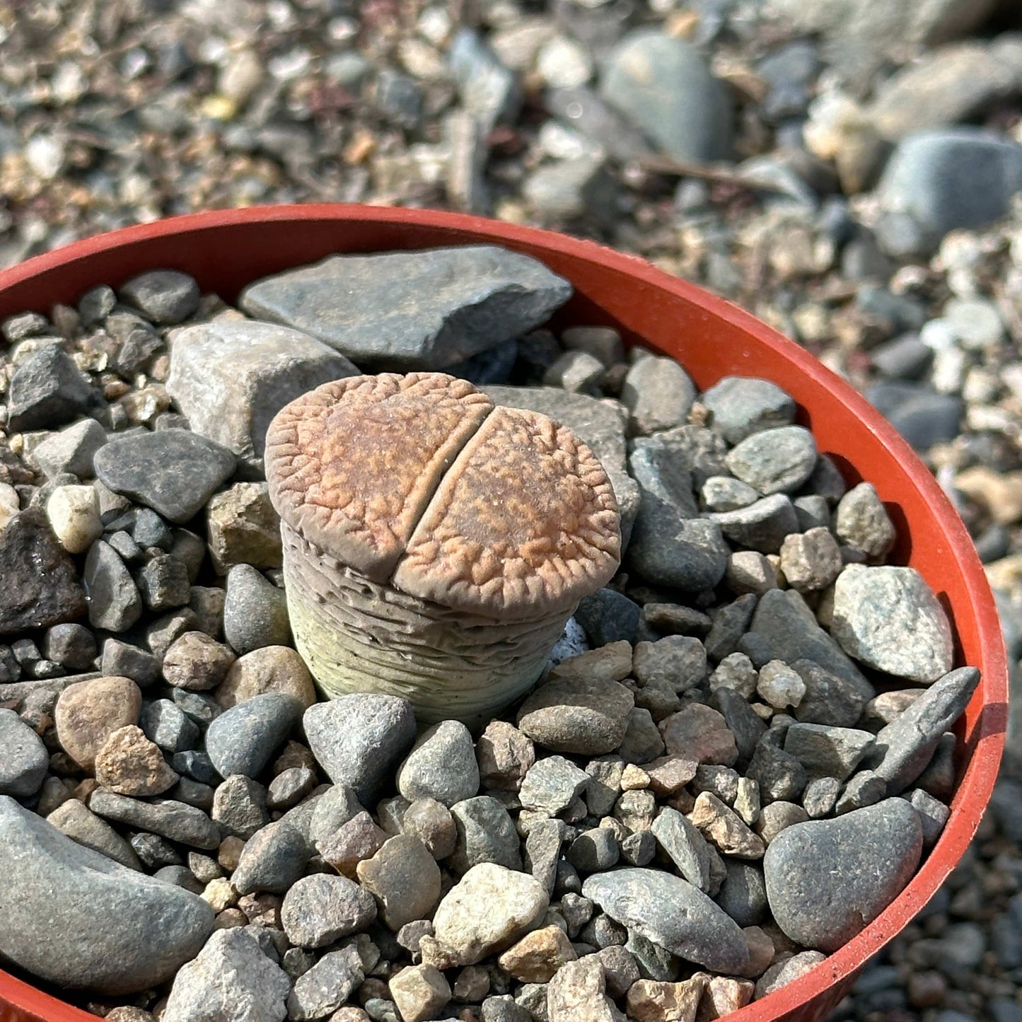 Lithops 'Stone Faces'