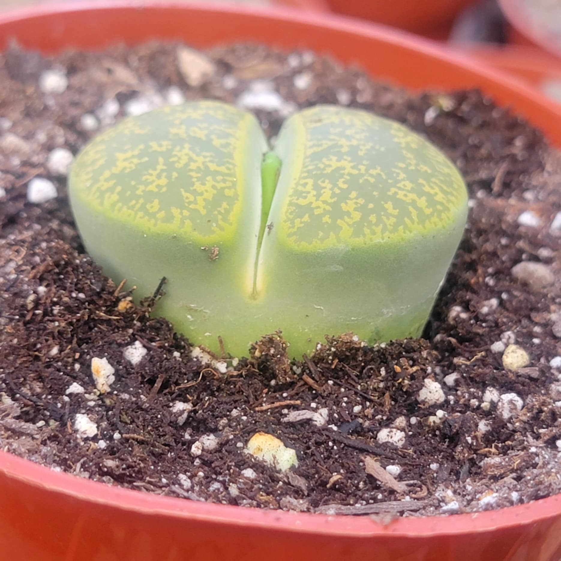 lithop succulent stone plants Lithops 'Stone Faces' – DesertScapeSucculent