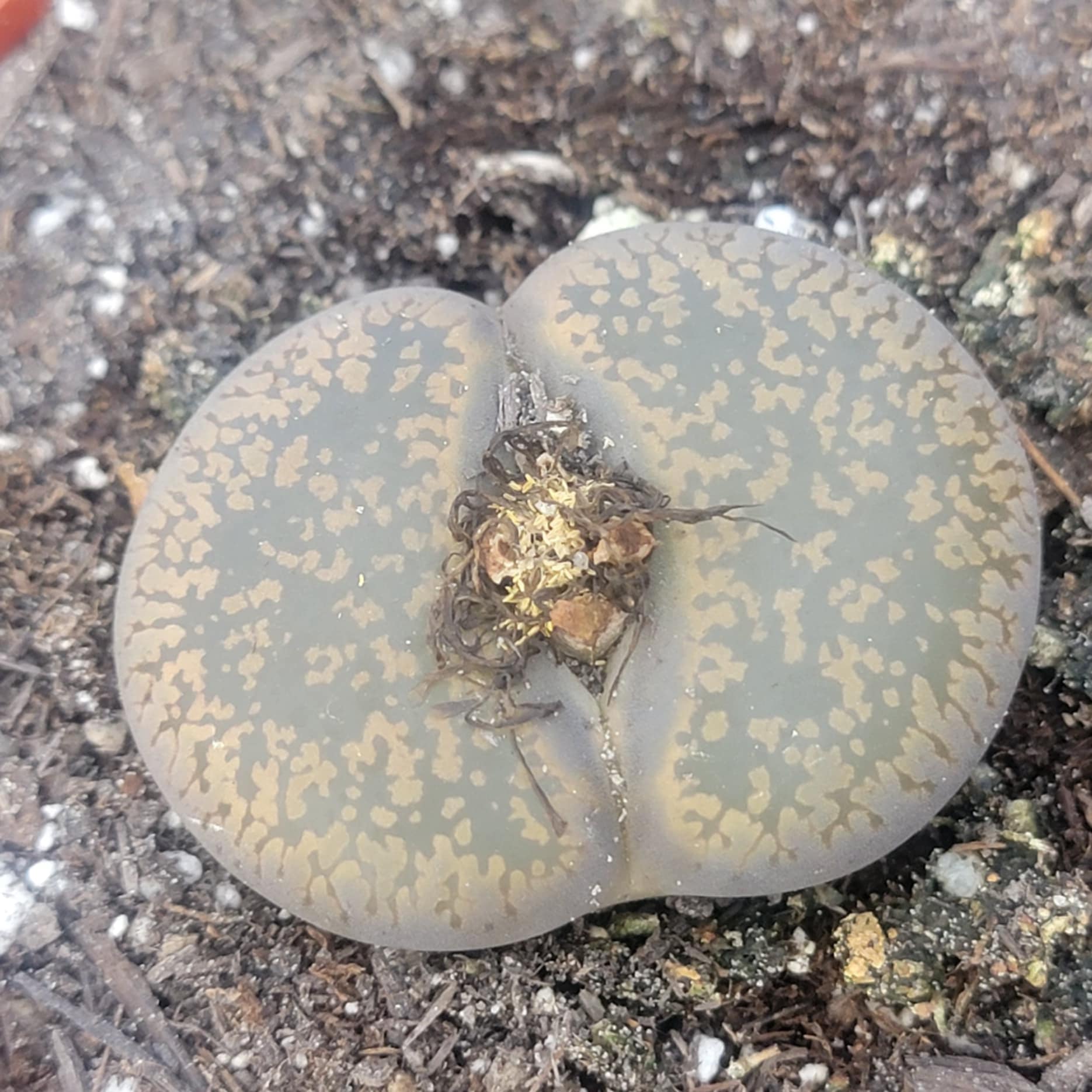 stone face succulent Lithops 'Stone Faces'