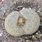 Lithops 'Stone Faces' - 4 Inch C - Succulent - DesertScapeSucculent