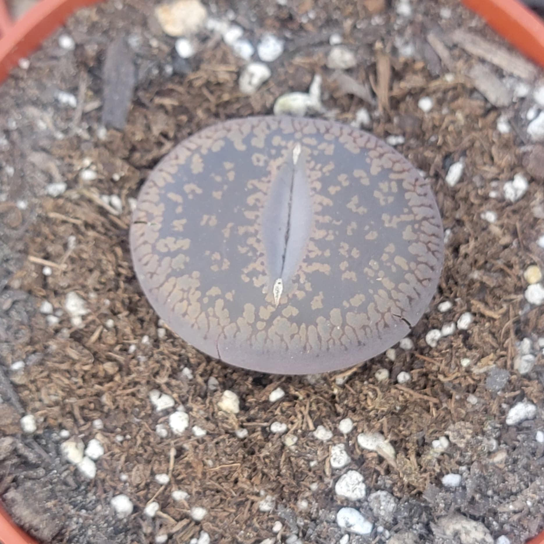 stone face succulent Lithops 'Stone Faces' – DesertScapeSucculent