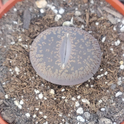 DesertScapeSucculent Succulent 4" B Lithops 'Stone Faces'