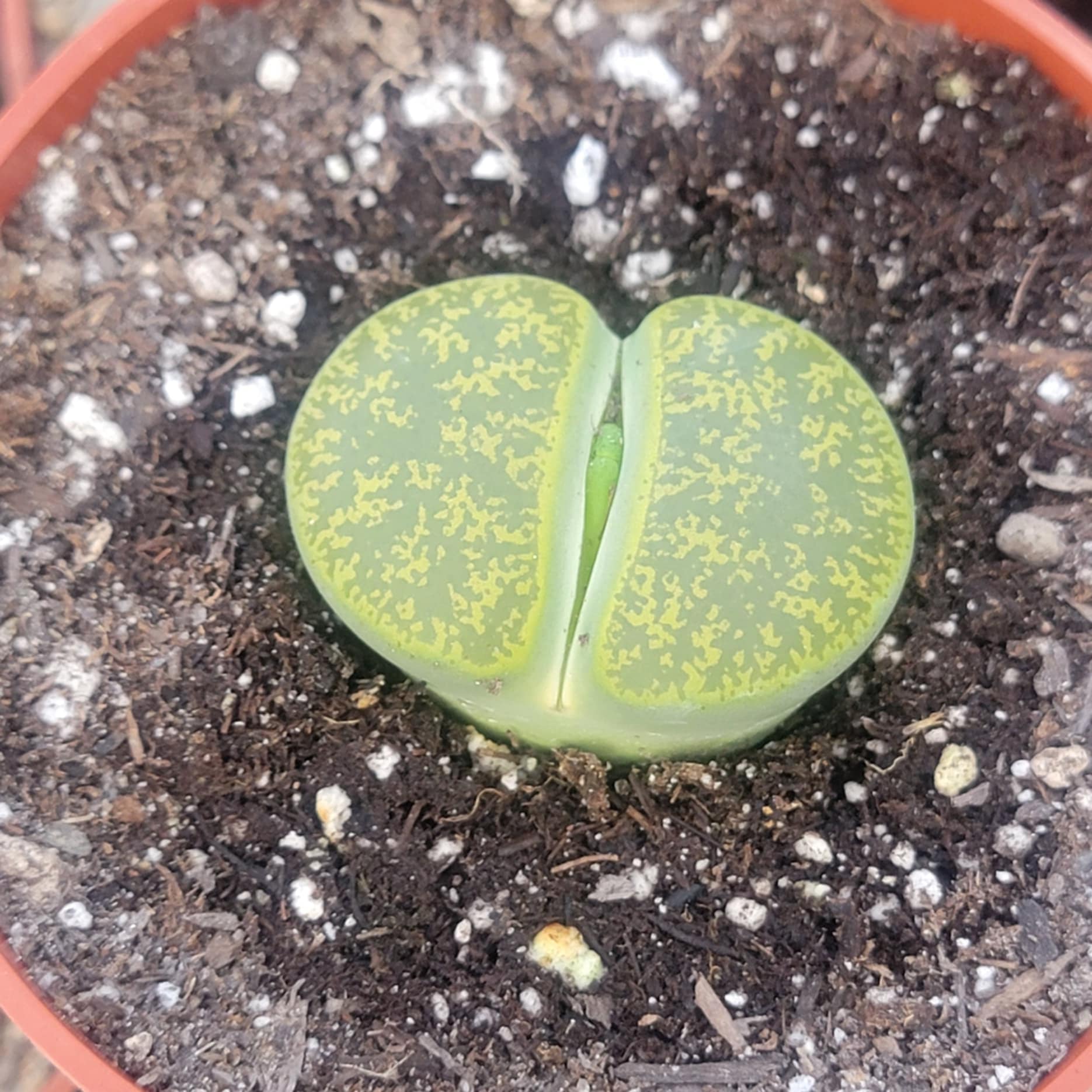 stone face succulent Lithops 'Stone Faces'