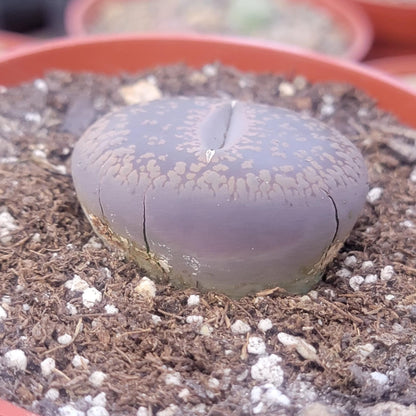 DesertScapeSucculent Succulent Lithops 'Stone Faces'