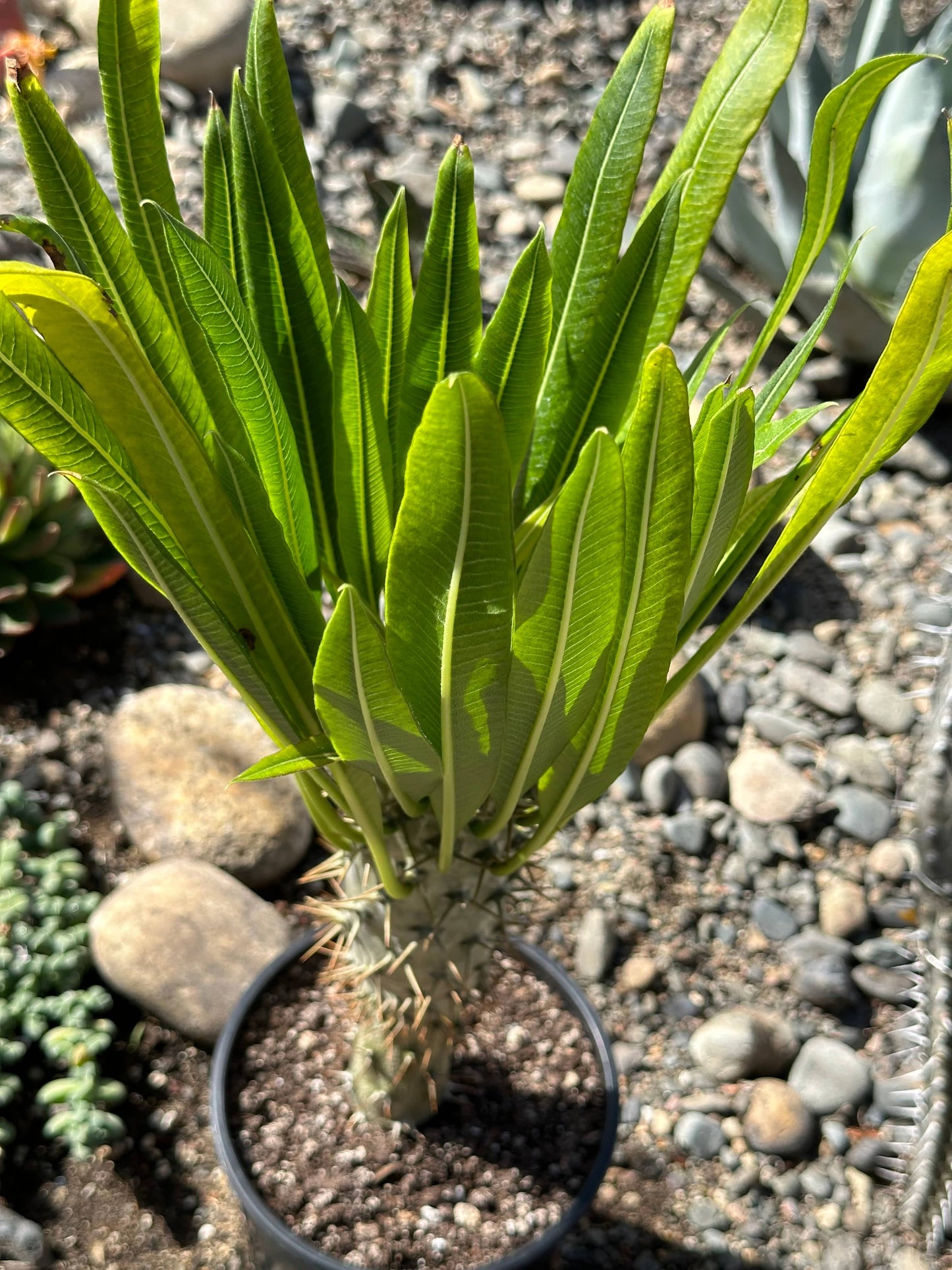 Madagascar Palm Tree lamerei 'ramosum'