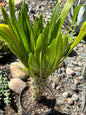 Pachypodium lamerei 'ramosum' - 1 Gal Assorted - Succulent - DesertScapeSucculent
