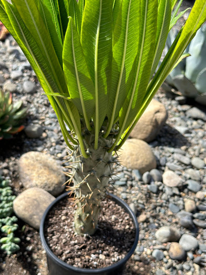 Madagascar Palm Tree lamerei 'ramosum'