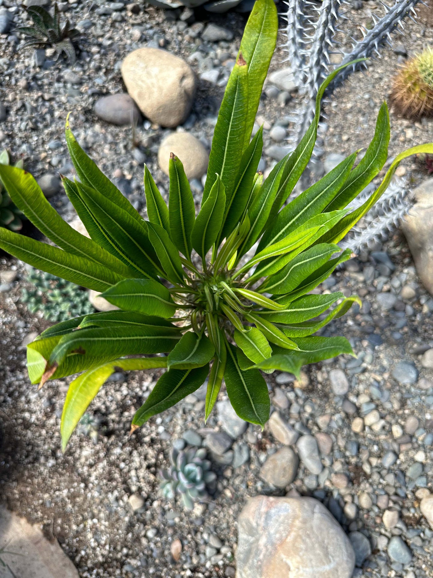 Madagascar Palm Tree lamerei 'ramosum'